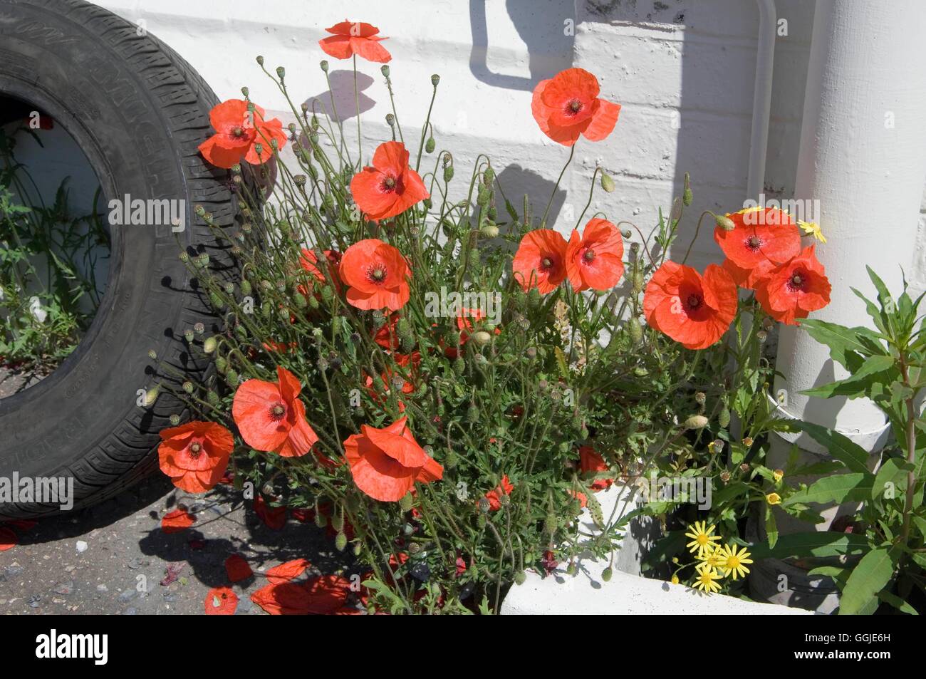 Coquelicot -- commune - (Papaver rhoeas) SMI251237 Banque D'Images