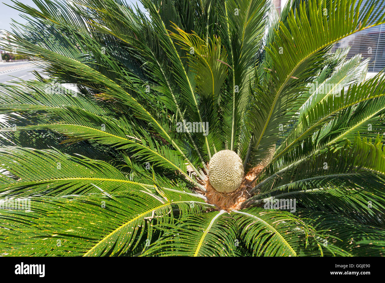 Cycas revoluta sagoutier ou libre. Banque D'Images
