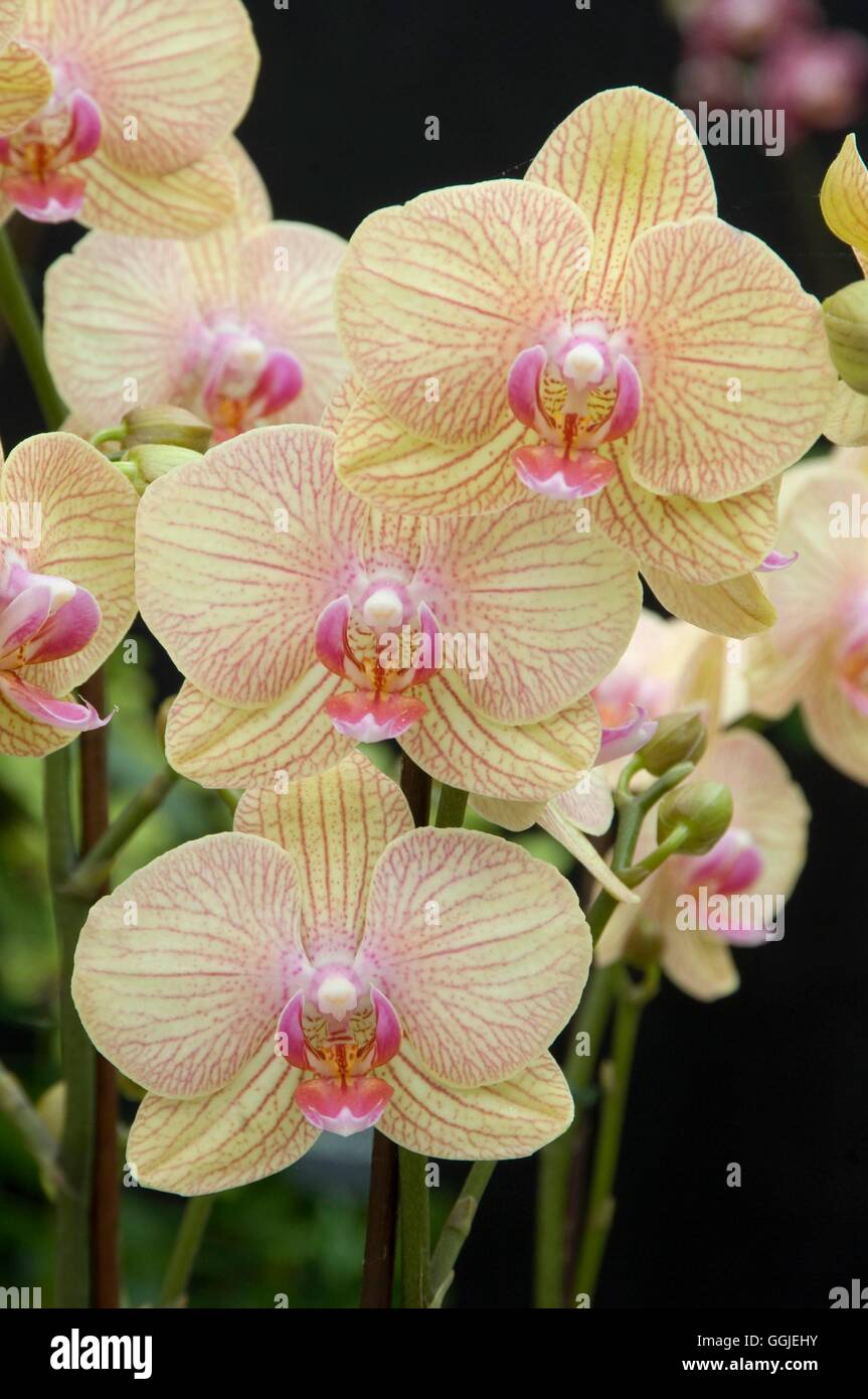 Phalaenopsis 'frère' Joyau MIW251417 Banque D'Images
