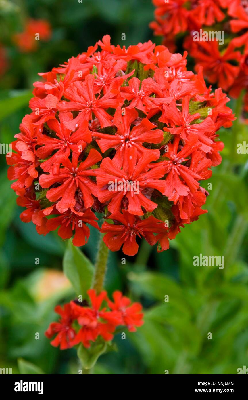 Lychnis chalcedonica MIW251465 Banque D'Images