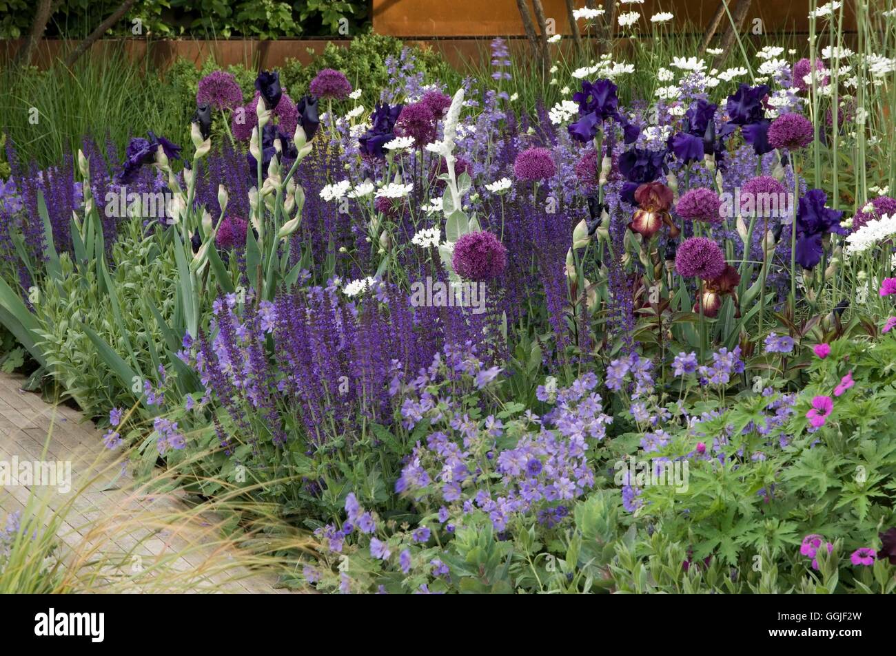 Une bordure de couleur pourpre -- avec Allium hollandicum 'Purple Sensation' Nepeta racemosa 'Walker's Low' Orlaya grandiflora Iris Banque D'Images