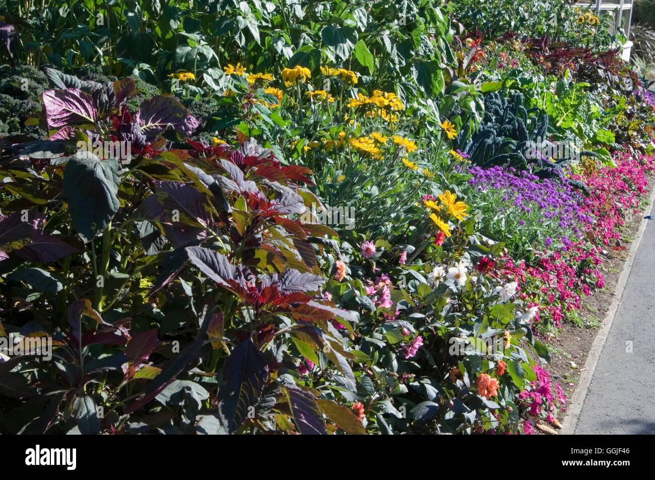 Jardin de fleurs et de légumes MIW251688 Banque D'Images