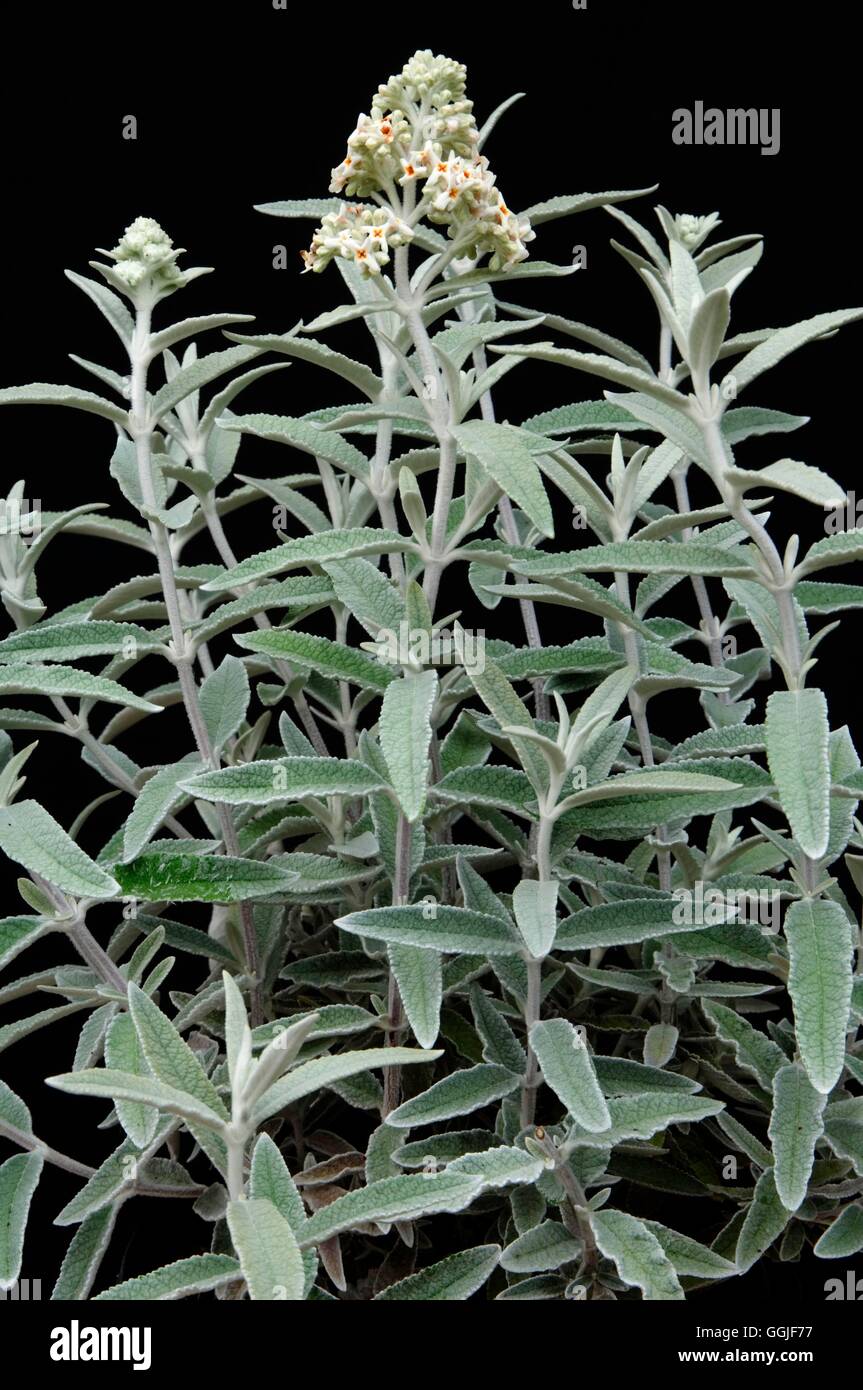 Buddleja 'Silver Anniversary' MIW251742 Banque D'Images