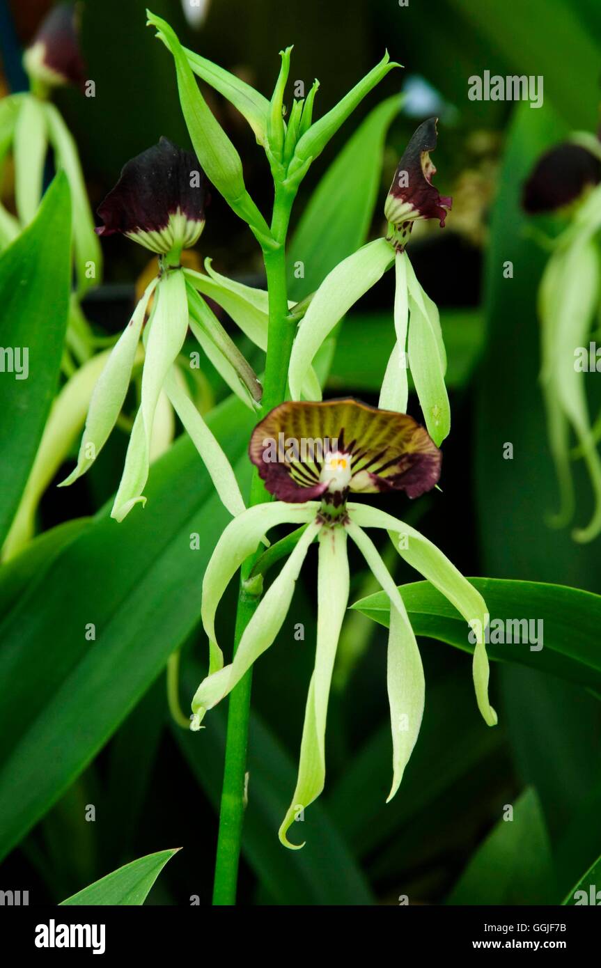 Cochleata Banque de photographies et d’images à haute résolution - Alamy