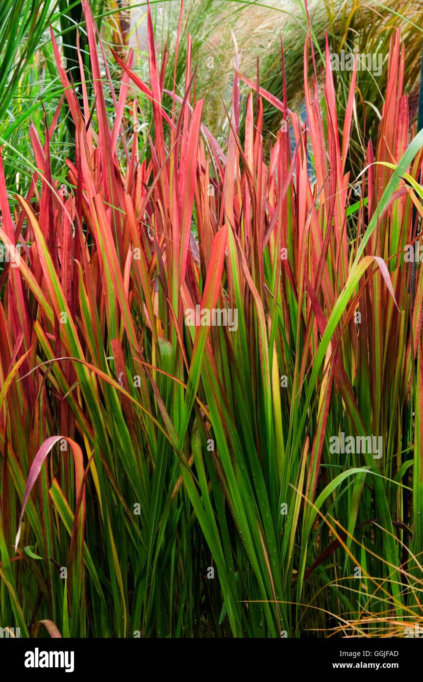 Imperata cylindrica 'Rubra' MIW251813 Banque D'Images