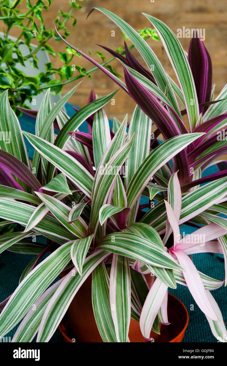 Tradescantia spathacea - 'Tricolor'- - (Syn Rhoe discolor) SMI251831 /Phot Banque D'Images