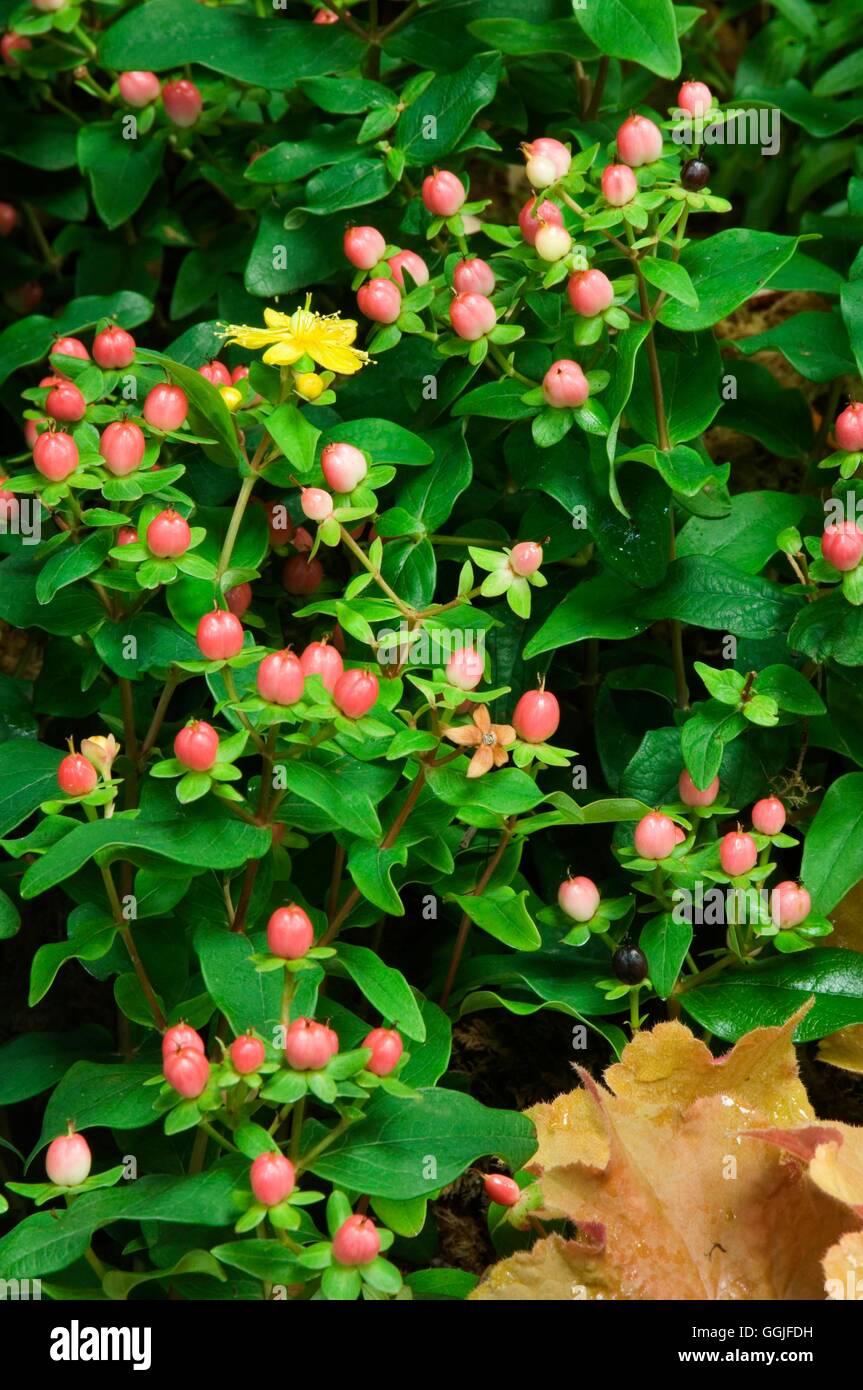 Hypericum Rouge Hypericum berries Banque de photographies et d’images à haute ...