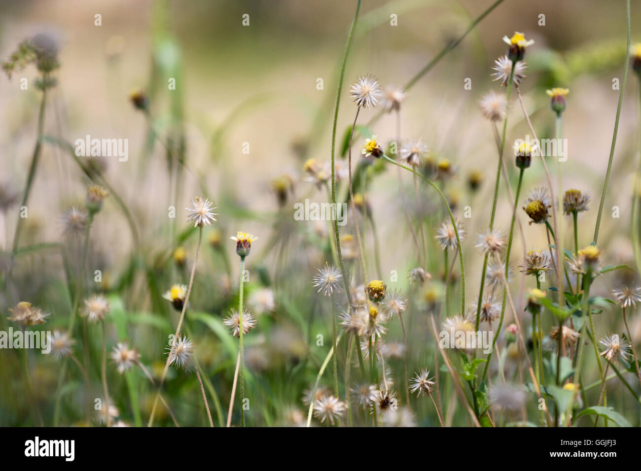 L'herbe tropiques fleur dans la prairie sur le doux accent de caractère abstrait arrière-plan. Banque D'Images