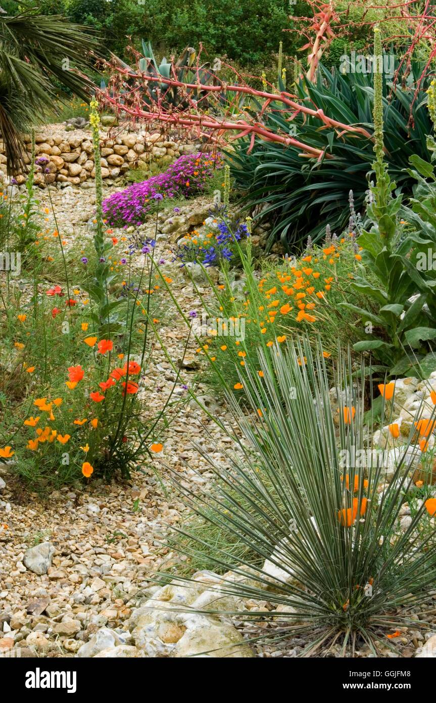 Jardin du désert -- (photos : Photos Hort/The Old Vicarage East Ruston) MIW Photos H252026 Banque D'Images