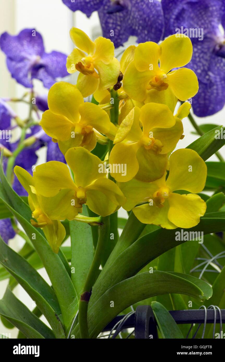 Ascocenda orchidée Banque de photographies et d'images à haute résolution -  Alamy