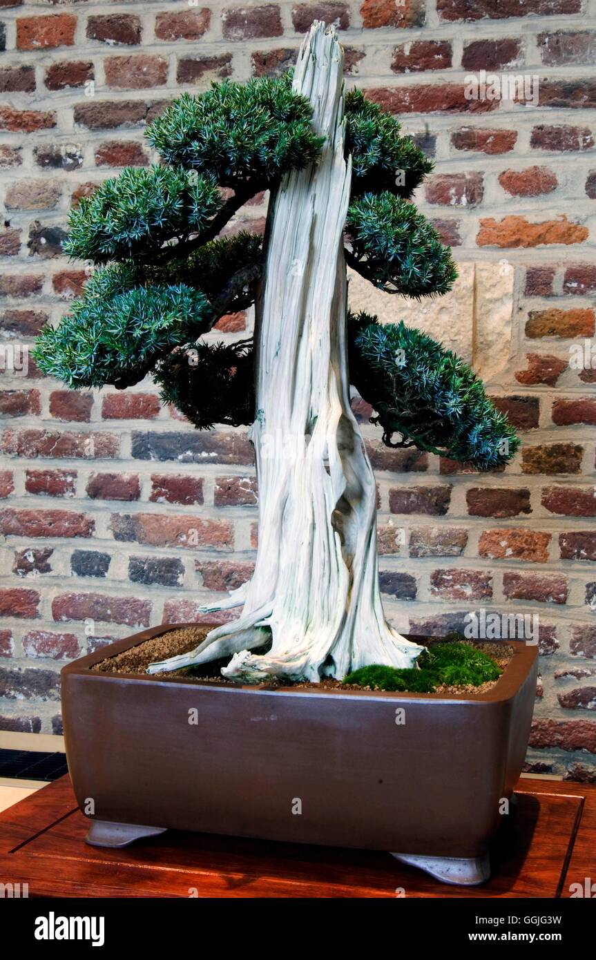 Bonsai- - Juniperus squamata avec badigeon sur le vieux bois MIW252290 /Photosho Banque D'Images