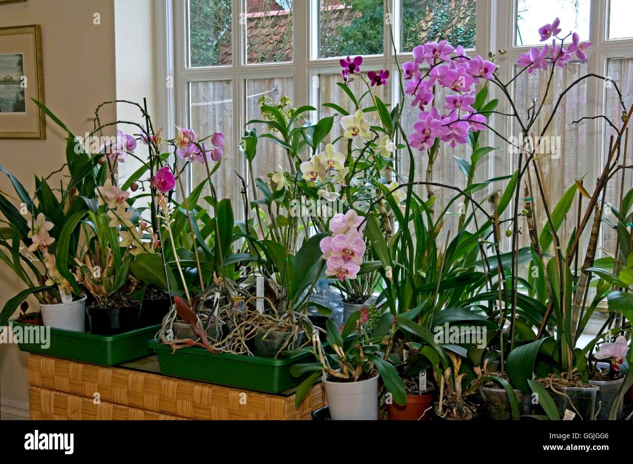 Orchid afficher dans home MIW252549 Banque D'Images