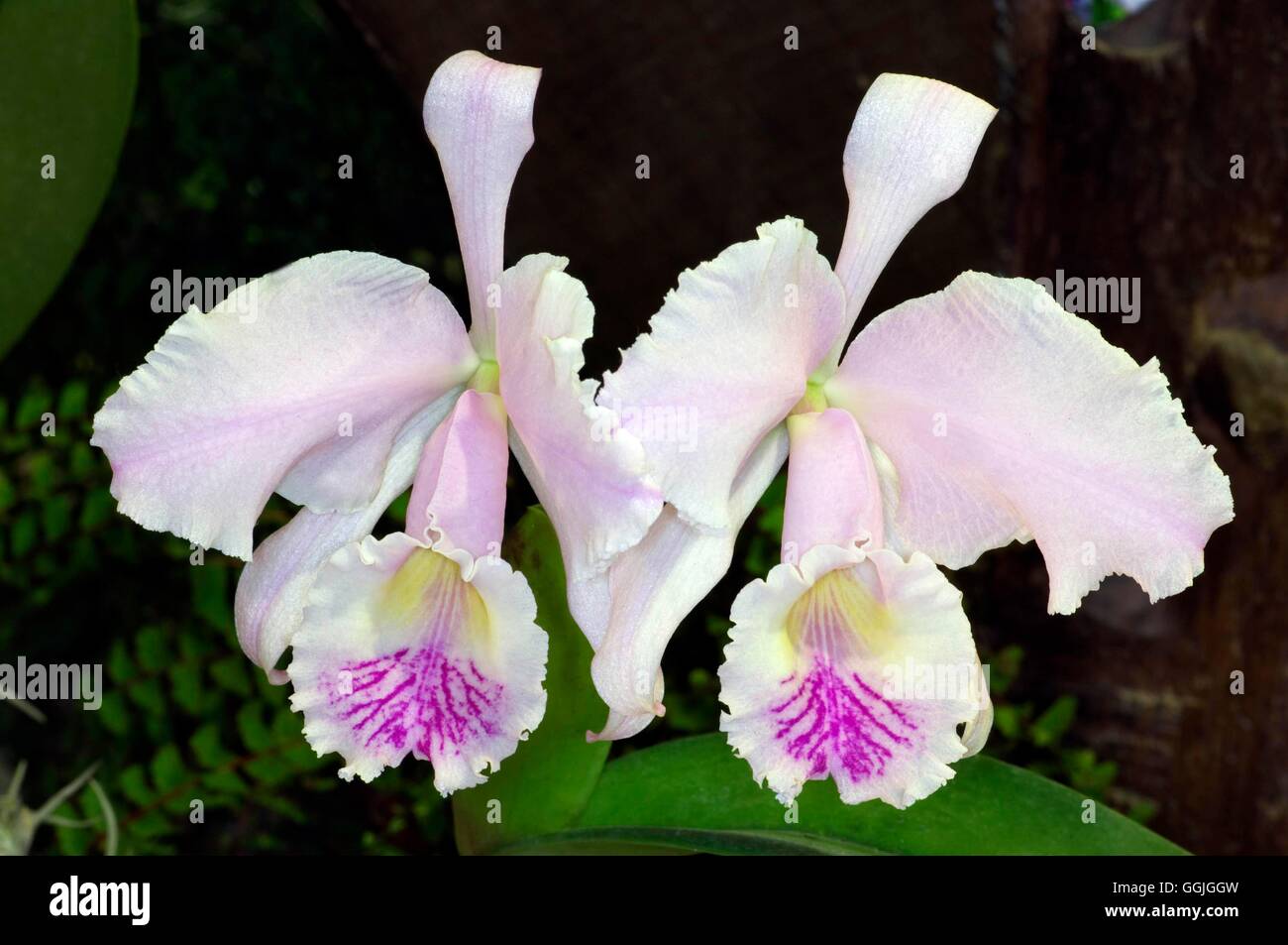 Cattleya trianae MIW252565 Banque D'Images
