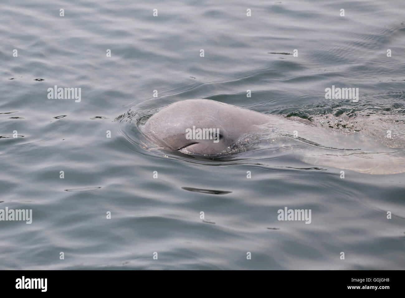 Les dauphins est la natation l'eau dans la mer pour la conception d'arrière-plan des animaux. Banque D'Images