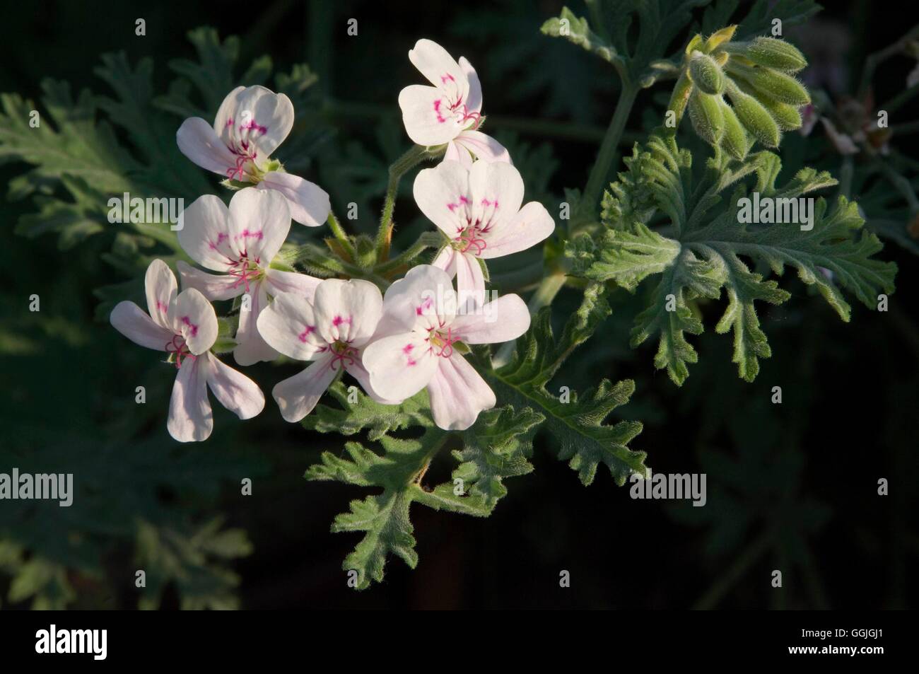 Pelargonium x blandfordianum MIW252592 Banque D'Images