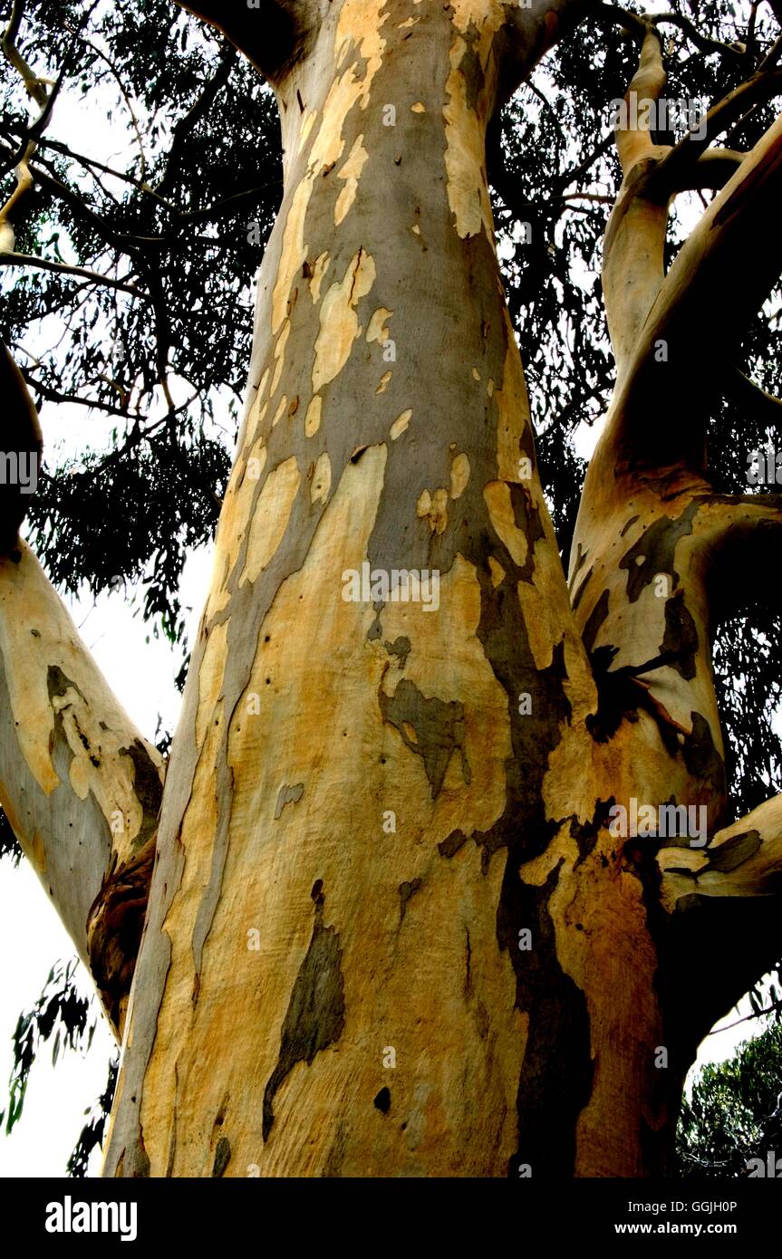 Écorce d'Eucalyptus viminalis -- Gomme Ruban MIW252822 Banque D'Images