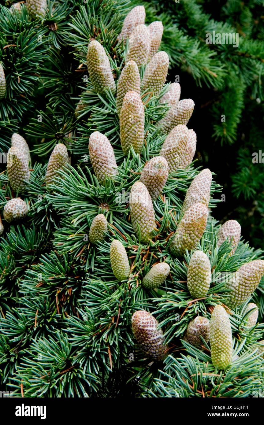 Cedrus atlantica 'Glauca'- montrant MIW cônes252826 Banque D'Images