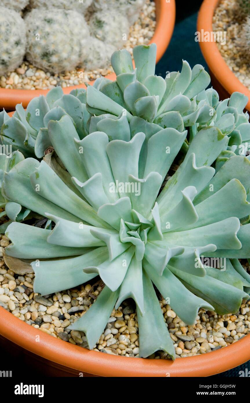 Echevaria 'runyonii Topsy Turvey' MIW252959 Banque D'Images