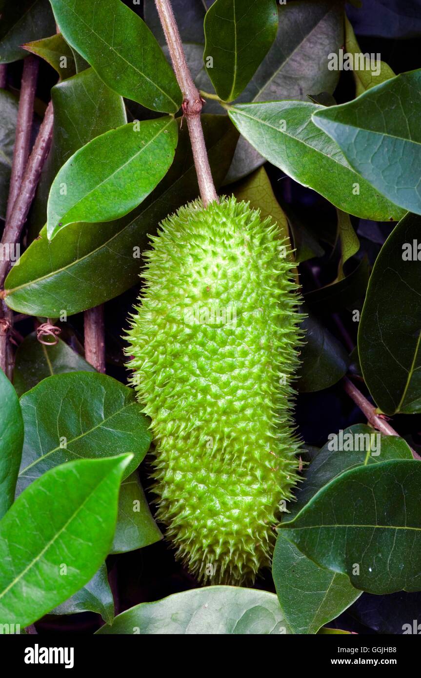Clytostoma callistegioides- montrant gousse- Violet - Vigne Trompette MIW253074 Photos Horticult Banque D'Images