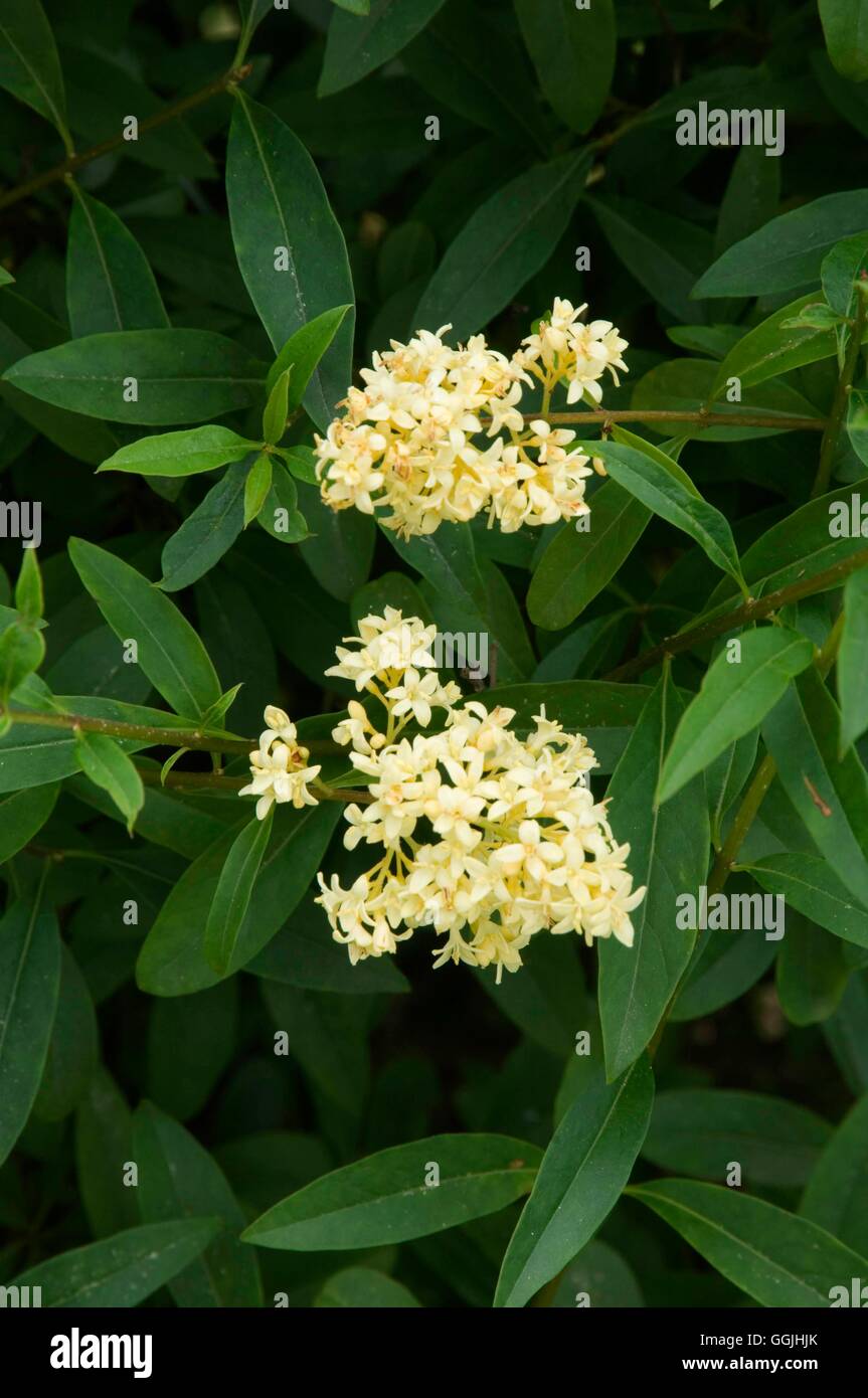 Ligustrum vulgare 'Flore Fructo' MIW253236 Banque D'Images