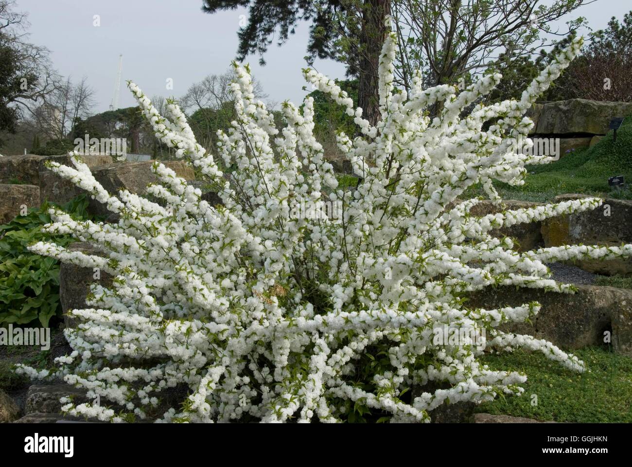 Prunus glandulosa 'Alba Plena' MIW253261 Banque D'Images