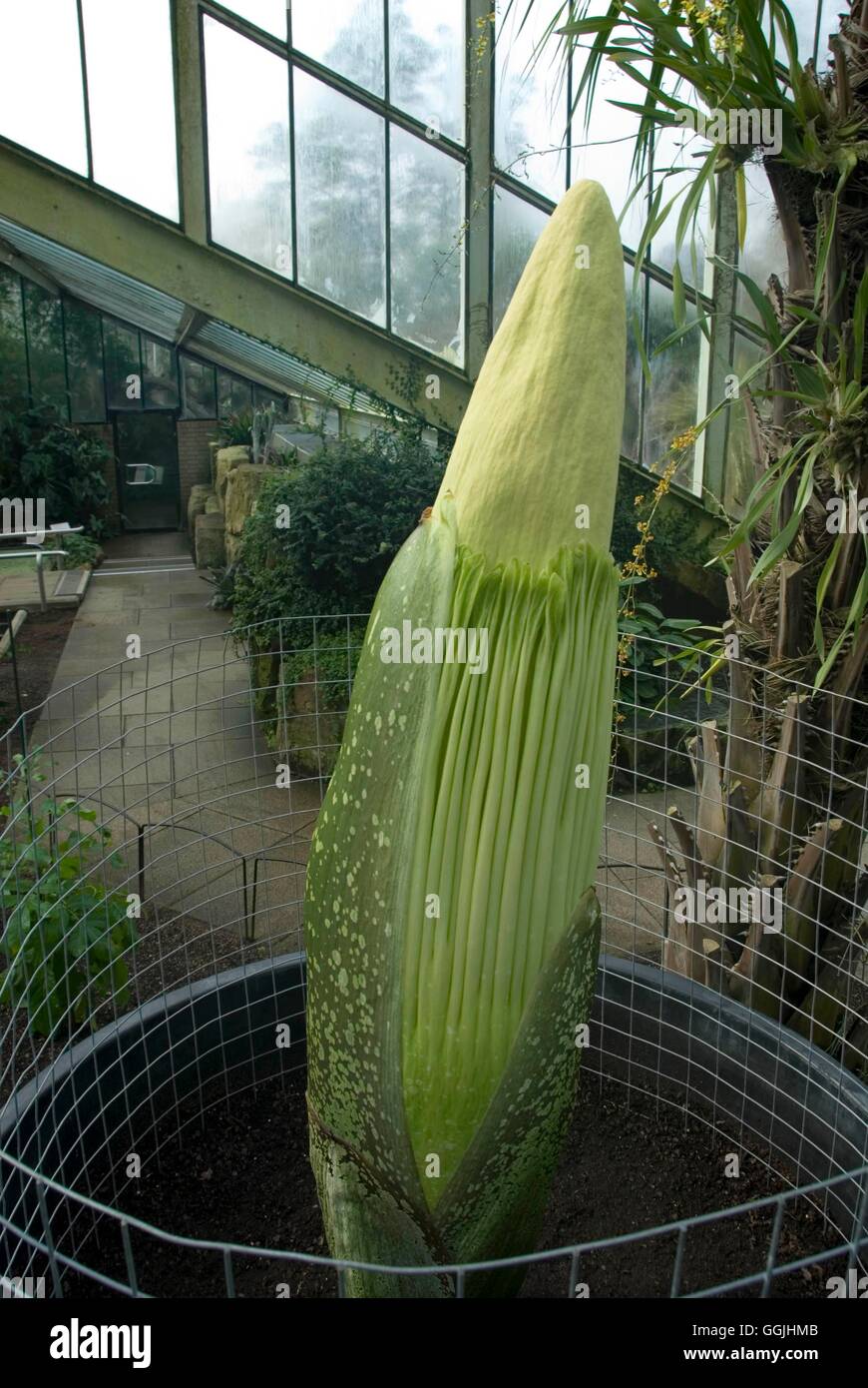 Amorphophallus titanum- - Titan Lily MIW253276 Banque D'Images