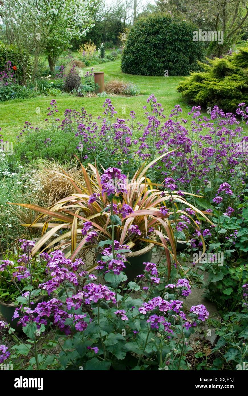 Jardin de printemps -- Phormium 'Jester' entouré de poussait l'honnêteté (Lunaria) MIW Photo253304 Banque D'Images