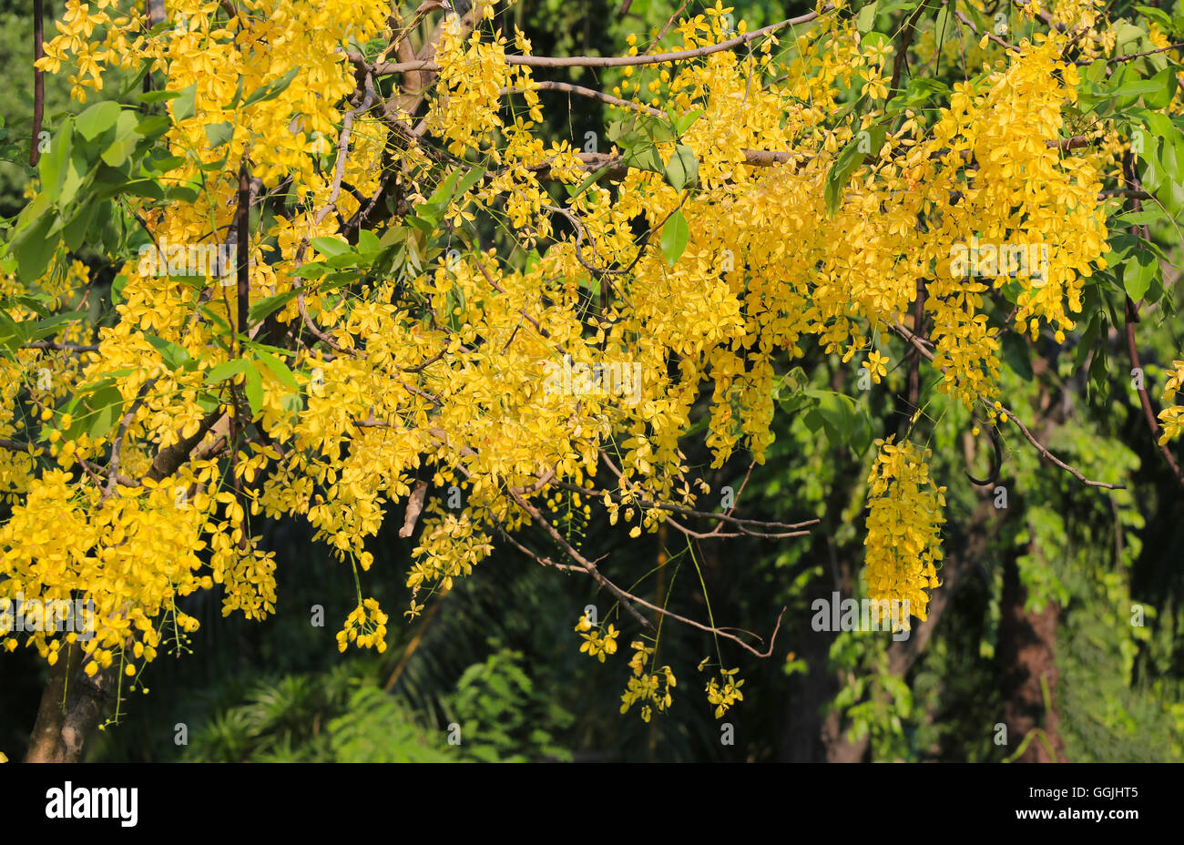 Cassia fistula ou Golden douche fleurissent sur arbre dans le jardin,en Thaïlande sont nommées est Ratchaphruek. Banque D'Images