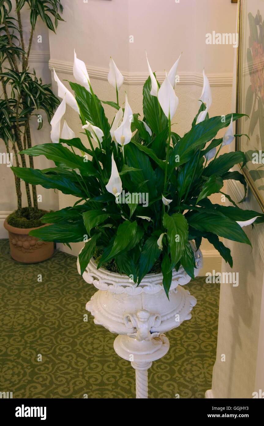 - Spathiphyllum wallisii (hybride) -- La Paix Lily MIW253441 Banque D'Images
