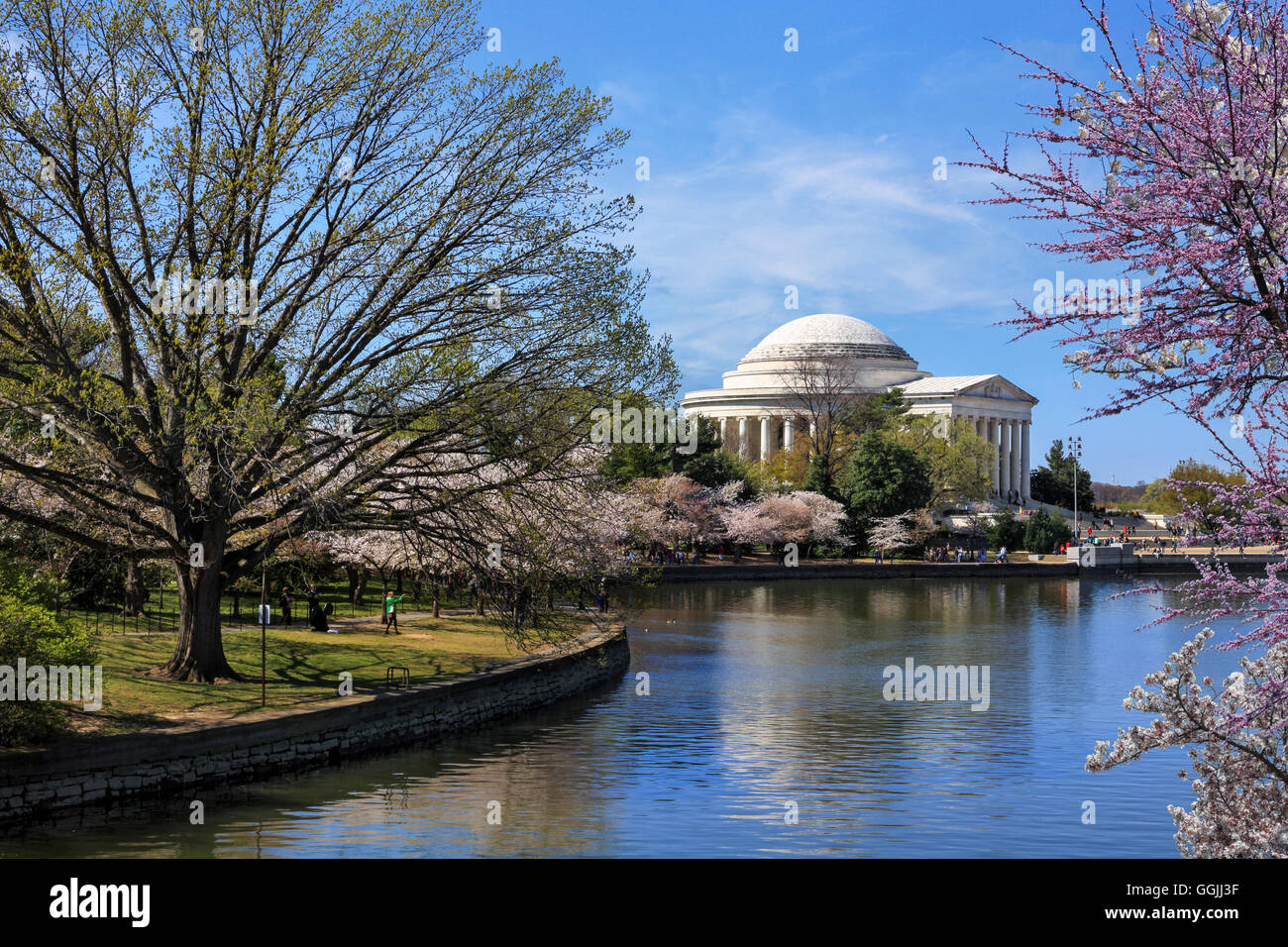 Le Jefferson Memorial et de cerisiers en fleurs le long d'une journée de printemps à Washington DC, USA Banque D'Images