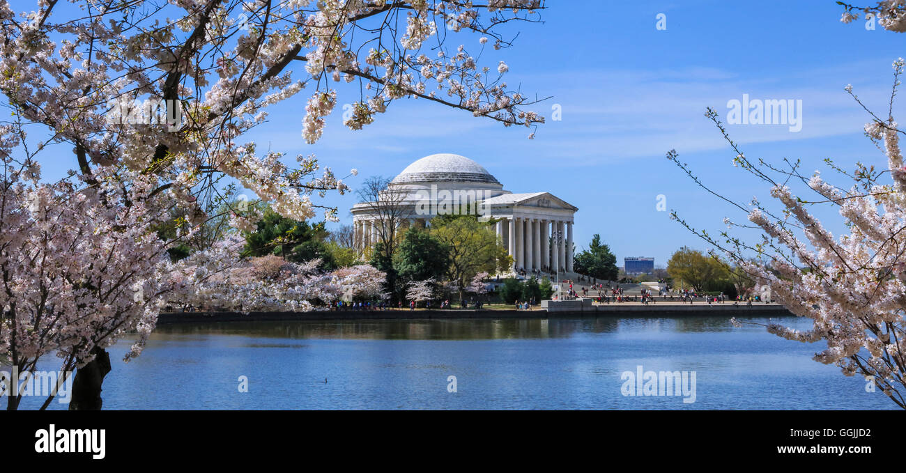 Le Jefferson Memorial et de cerisiers en fleurs le long d'une journée de printemps à Washington DC, USA Banque D'Images