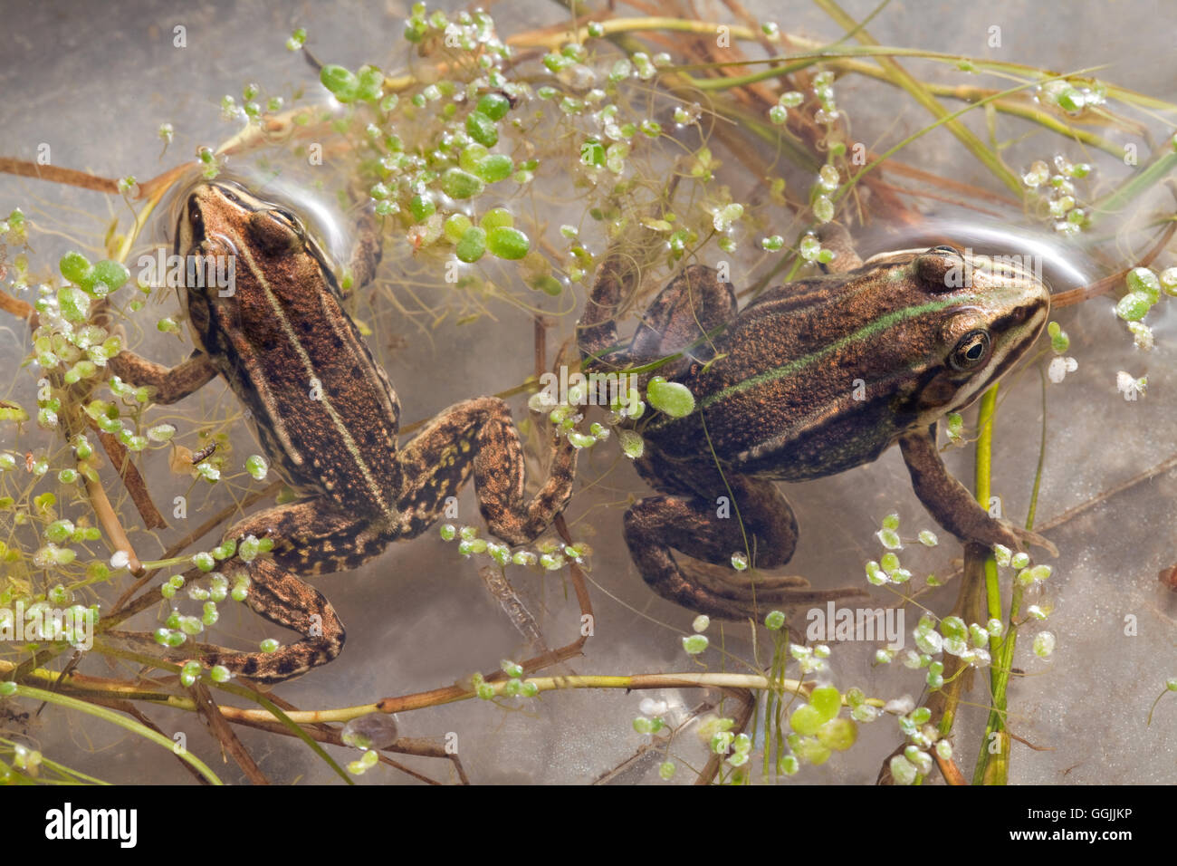 Frog Pelophylax lessonae (piscine). Banque D'Images