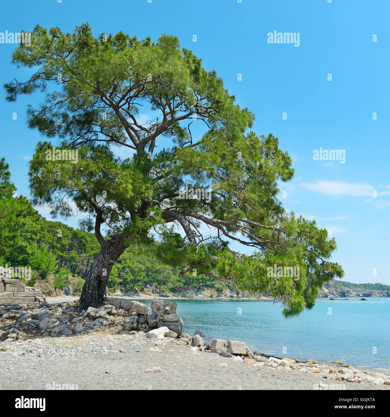 Grande belle arbre sur la rive de la baie Banque D'Images