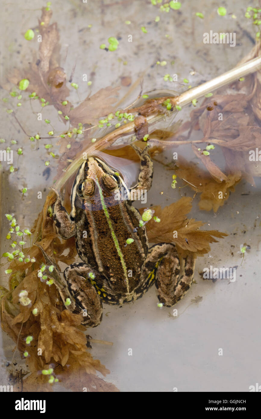 Frog Pelophylax lessonae (piscine). Banque D'Images