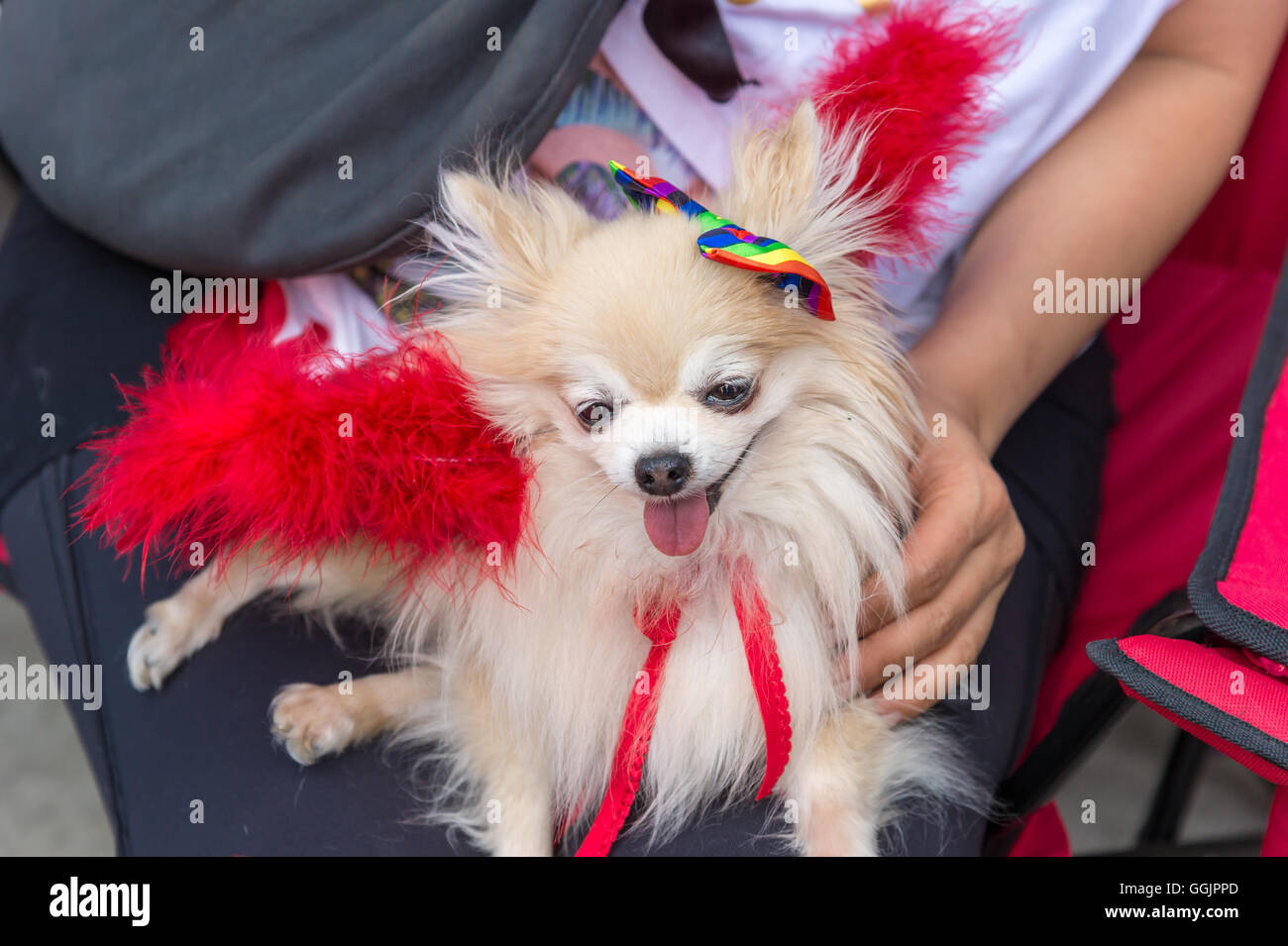 Chien Pomeranian avec drapeau arc-en-ciel gay gay pride parade à Toronto Banque D'Images