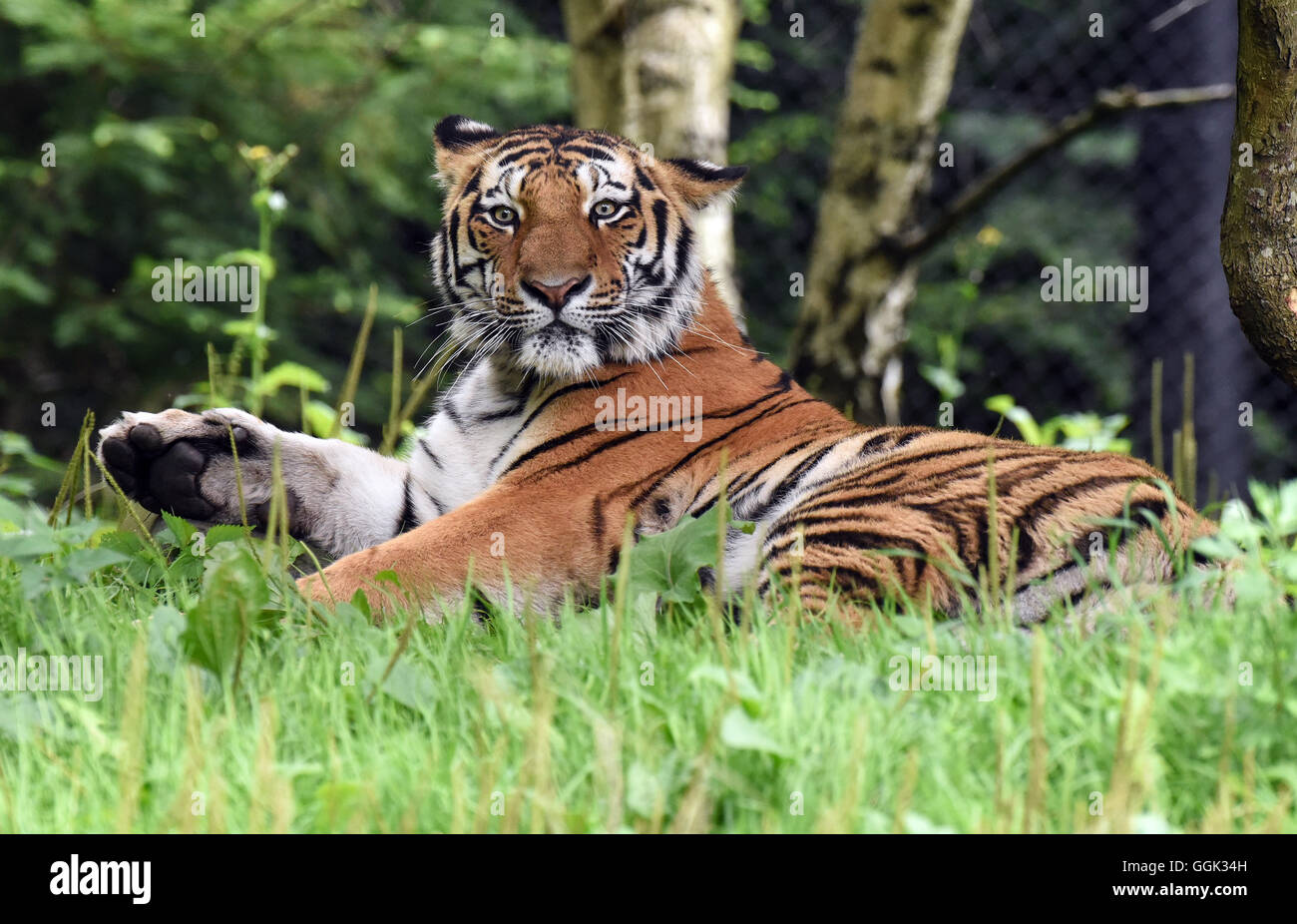 Tiger est photographié à la zoo de Hagenbeck à Hambourg, Allemagne, le 4 août 2016. Banque D'Images