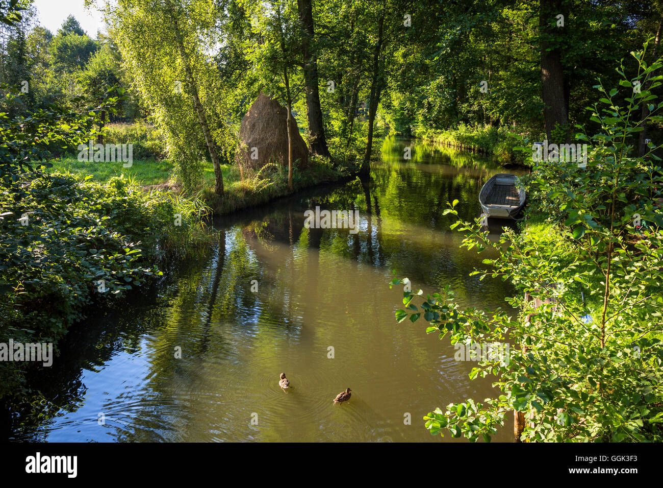 Dans la rivière Spree, Spreewald, réserve de biosphère de l'UNESCO, Brandebourg, Allemagne, Europe Banque D'Images