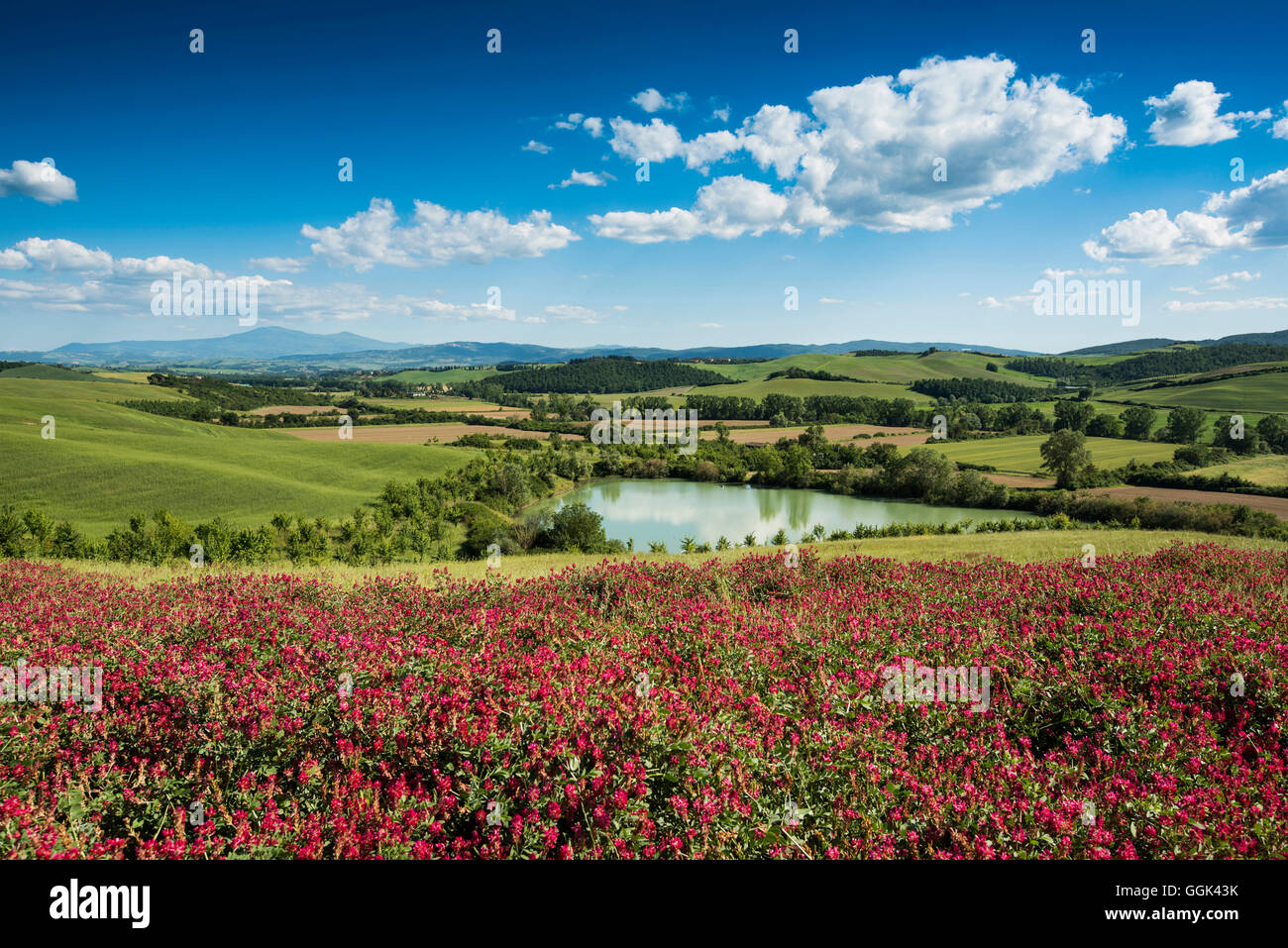 Flower meadow, près de San Quirico d'Orcia, Val d'Orcia, province de Sienne, Toscane, Italie, Patrimoine Mondial de l'UNESCO Banque D'Images