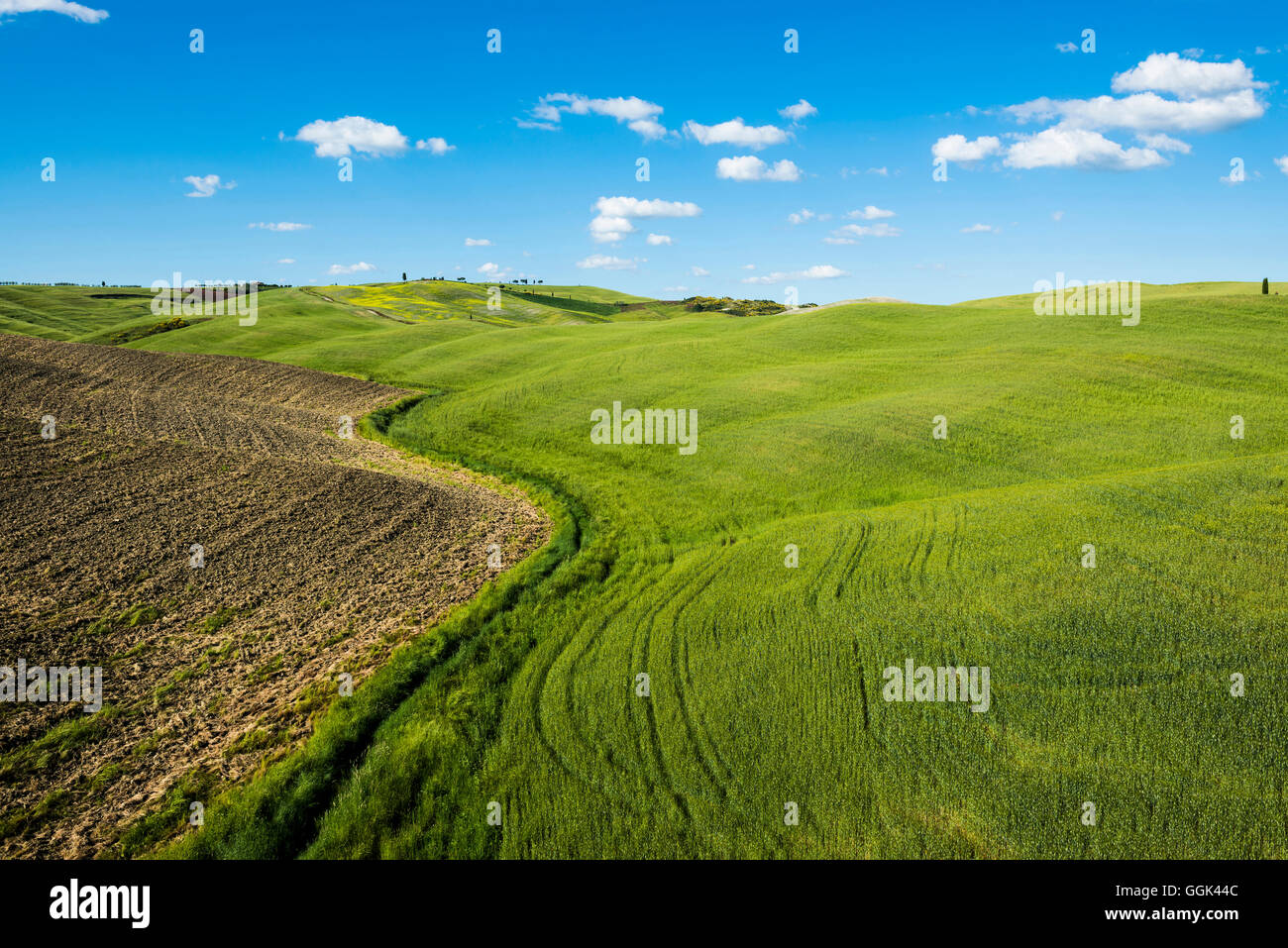 Paysage, près de San Quirico d'Orcia, Val d'Orcia, province de Sienne, Toscane, Italie, Patrimoine Mondial de l'UNESCO Banque D'Images