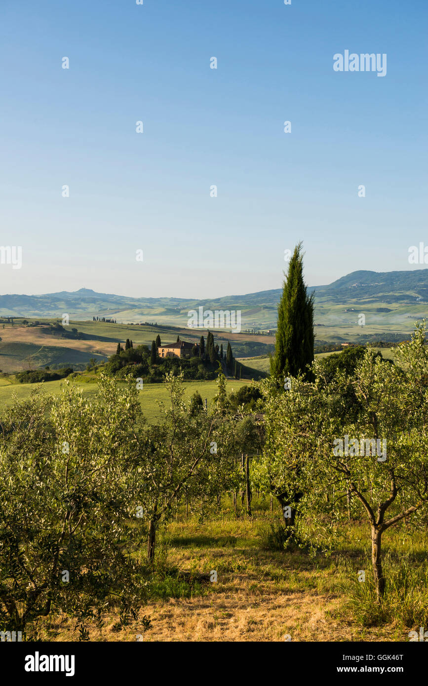 Paysage près de San Quirico d'Orcia, Val d'Orcia, province de Sienne, Toscane, Italie, Patrimoine Mondial de l'UNESCO Banque D'Images