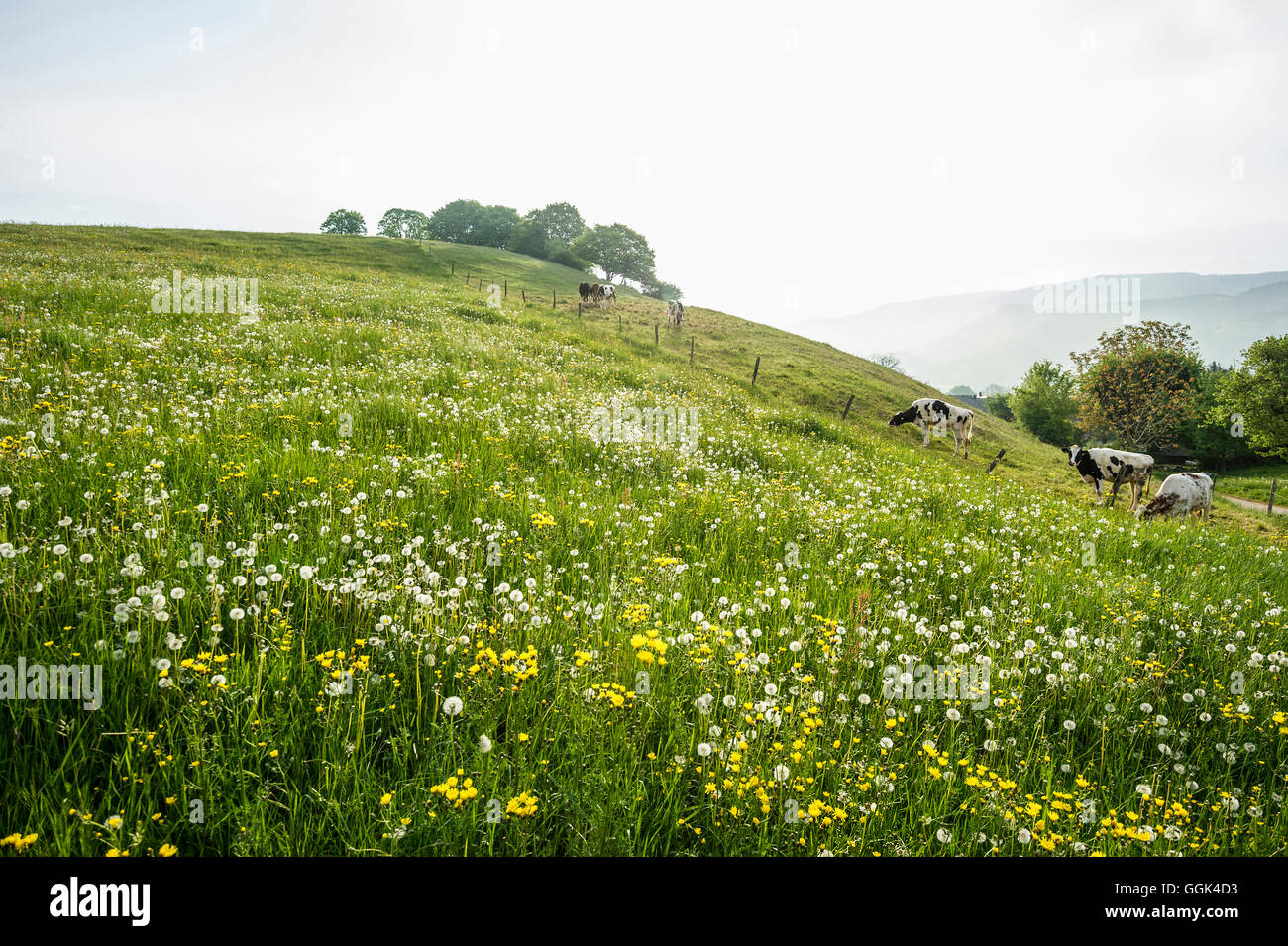 Paysage de printemps, près de Freiburg im Breisgau, Forêt-Noire, Bade-Wurtemberg, Allemagne Banque D'Images
