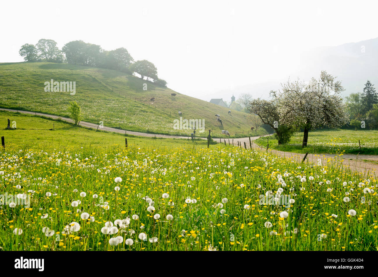 Paysage de printemps, Hexental près de Freiburg im Breisgau, Forêt Noire, Bade-Wurtemberg, Allemagne Banque D'Images