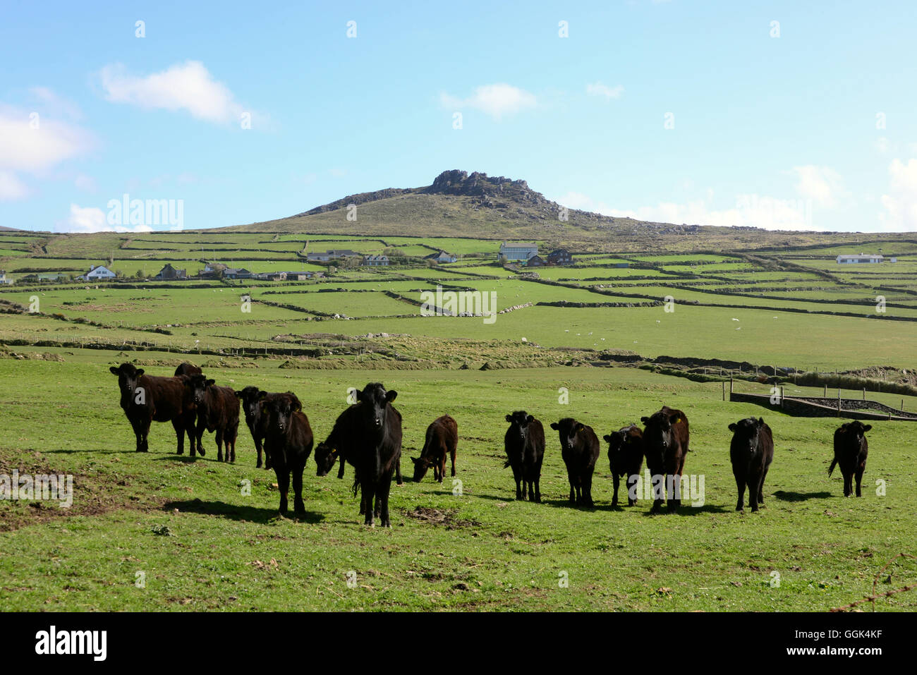 Vaches dans un champ près de Dunquin, côte ouest de la péninsule de Dingle, Kerry, Irlande Banque D'Images