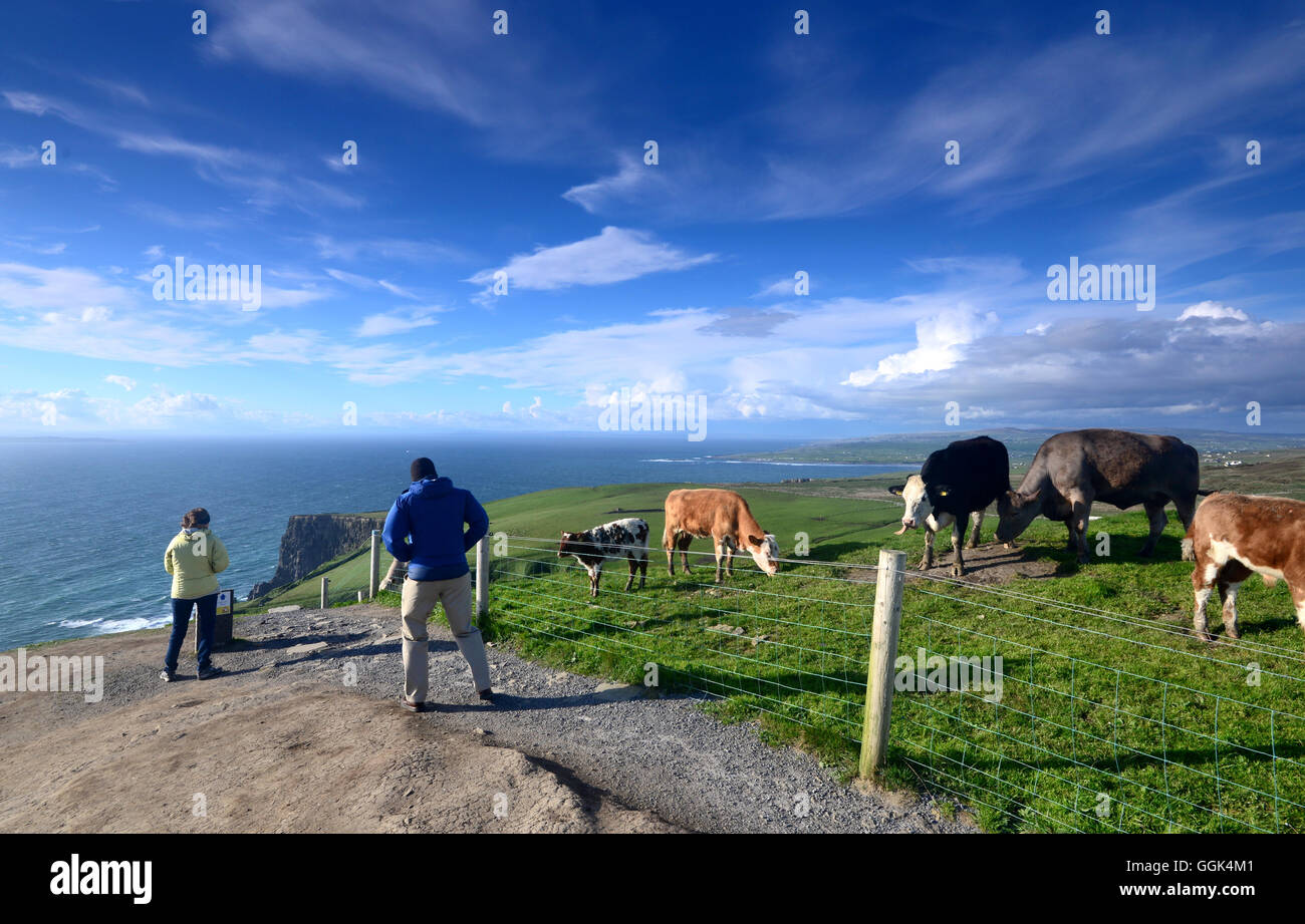 Vaches dans un champ, Clare, Irlande, côte ouest Banque D'Images