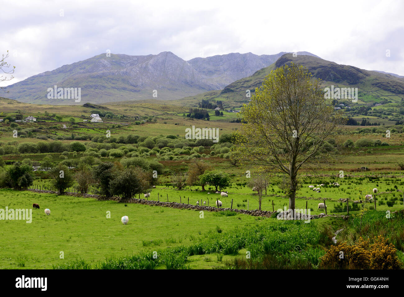Paysage de collines et de prairies le long de la route 336 dans le Connemara, Irlande Banque D'Images