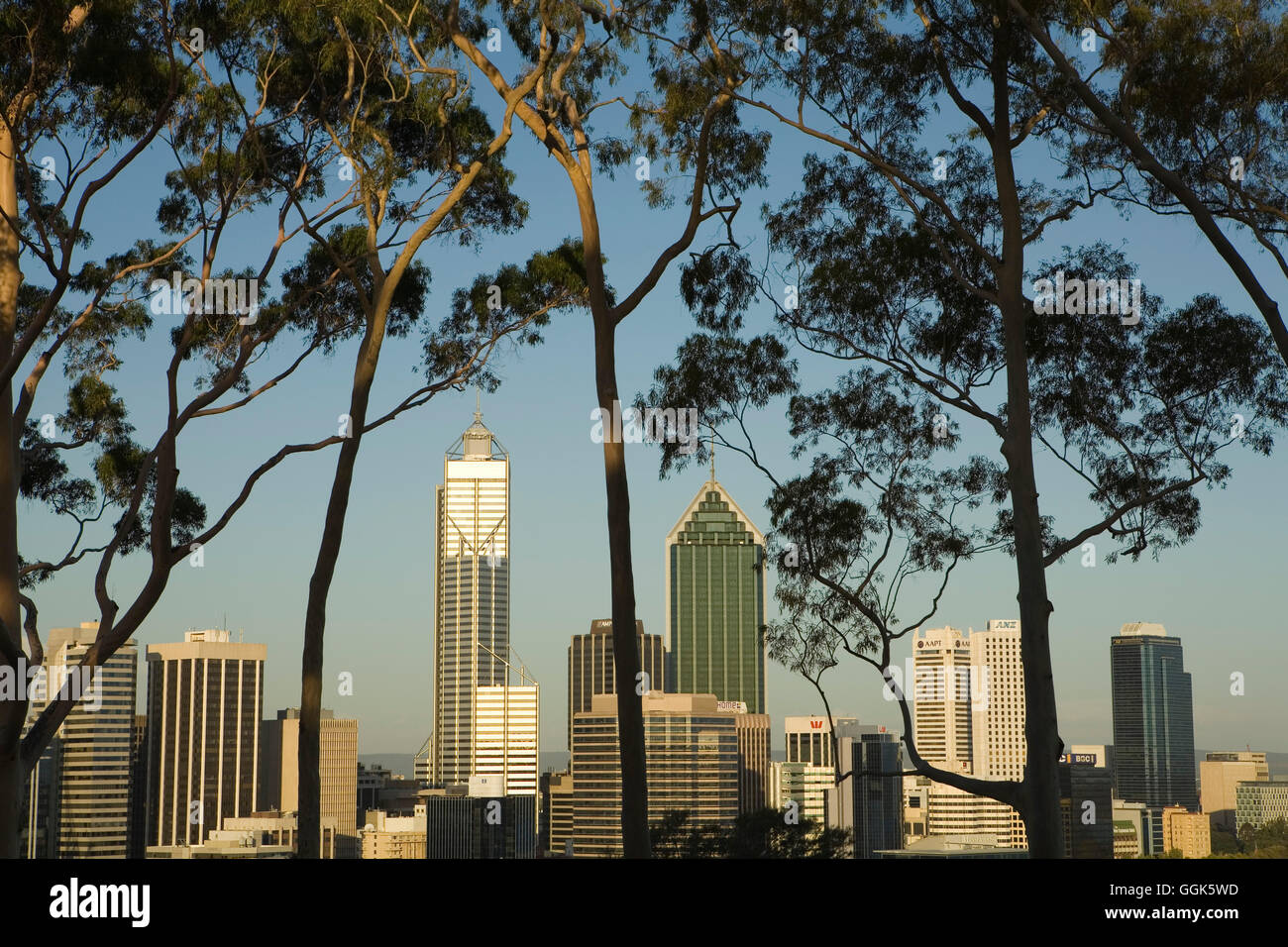 Perth skyline vue à travers les eucalyptus, Perth, Western Australia, Australia Banque D'Images