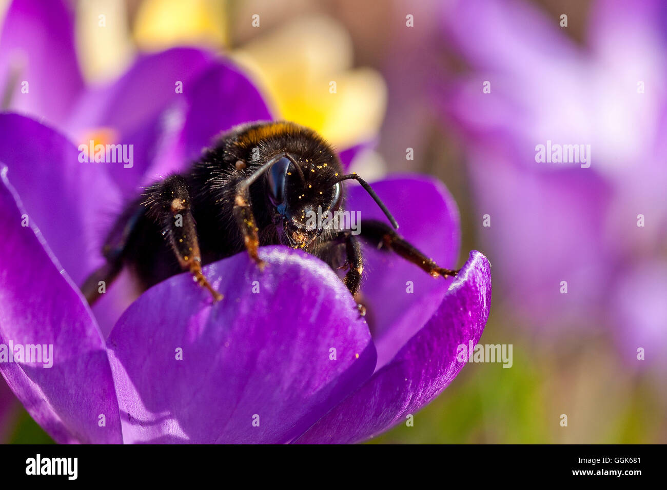 Un grand bourdon couvert dans le pollen crawlling dans tout le bord d'une fleur de crocus violet lumineux dans un pré de Förster Banque D'Images