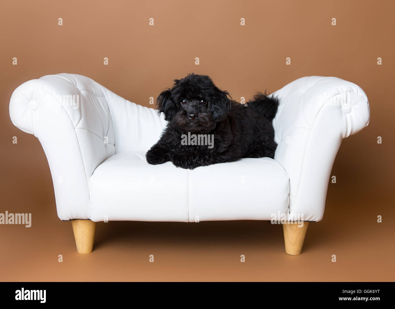 Cute black cockapoo dans un studio sur une chaise blanche Banque D'Images