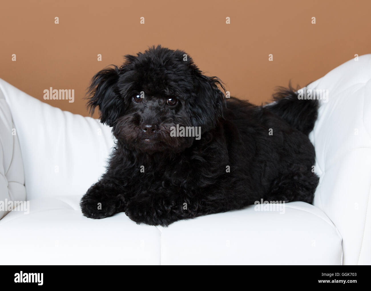 Cute black cockapoo dans un studio sur une chaise blanche Banque D'Images