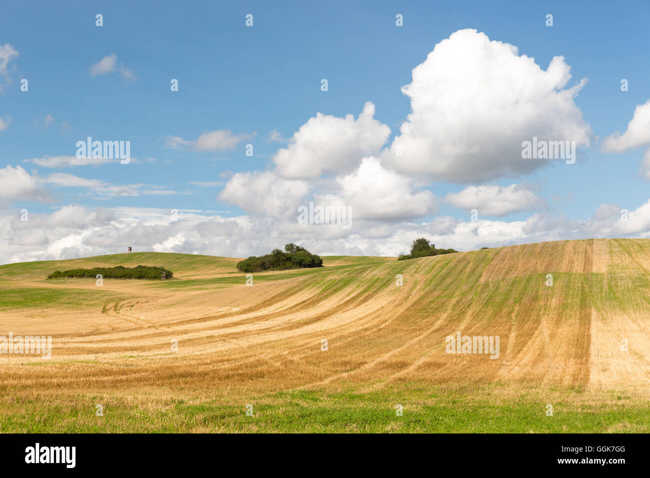 Paysage avec les champs en été, la Réserve de biosphère de Schorfheide-Chorin, Uckermark, Brandebourg, Allemagne Banque D'Images